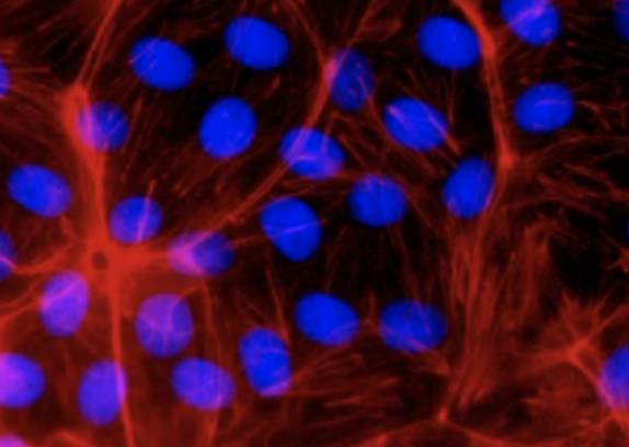 Add antibody mix to cell plate.