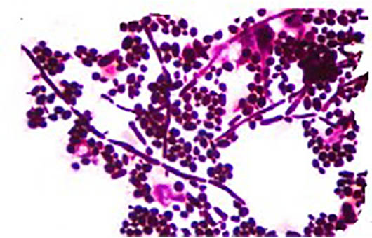 Live cell staining